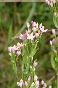 Image of Centaury