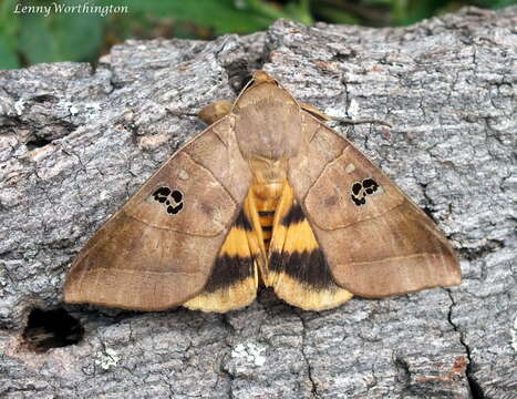 Image of Thyas coronata