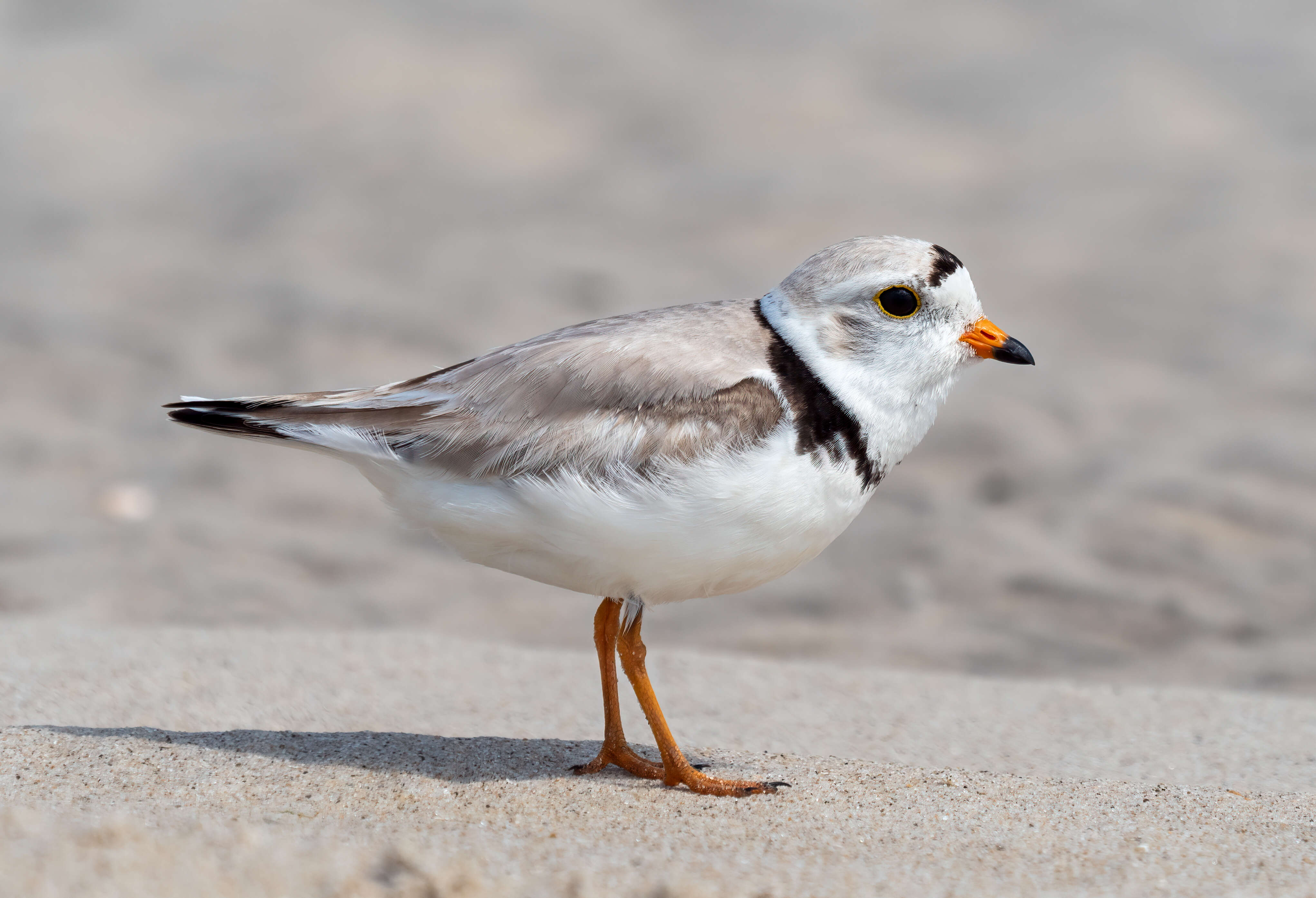 Image of Piping Plover