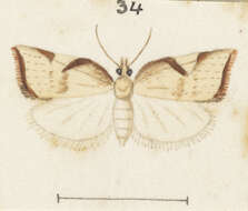 Image of Catamacta gavisana Walker 1863