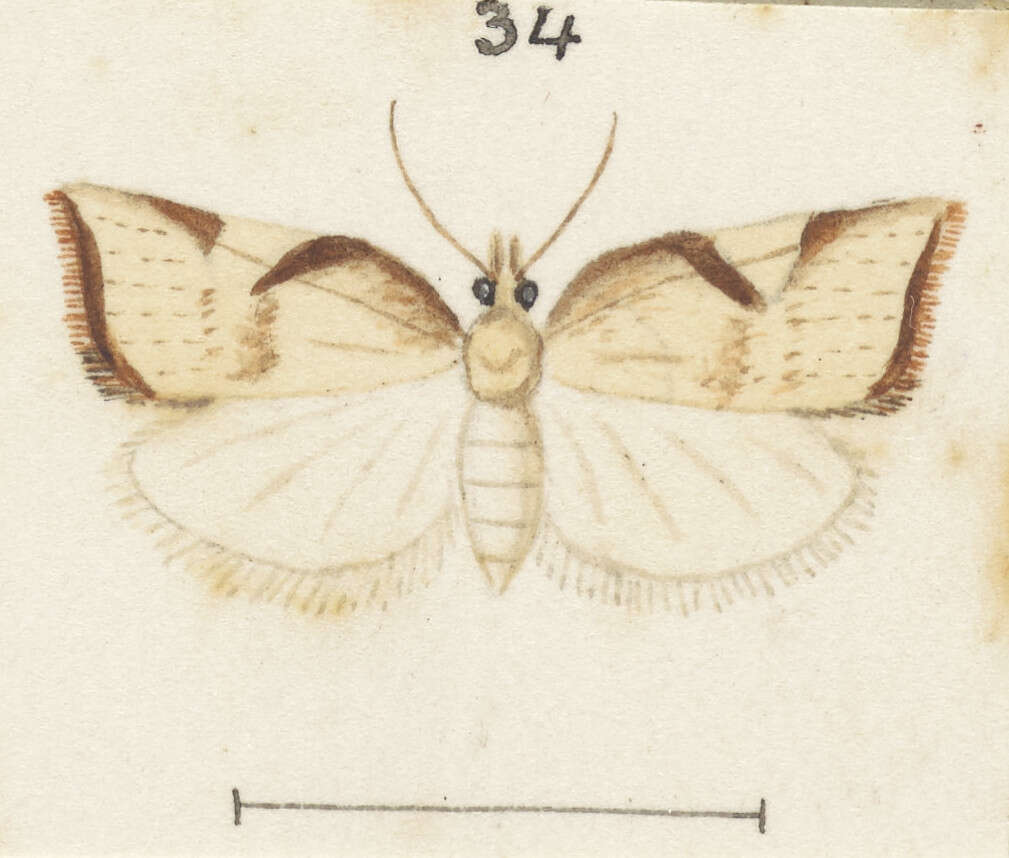 Image of Catamacta gavisana Walker 1863