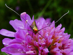 Image de Nemophora metallica