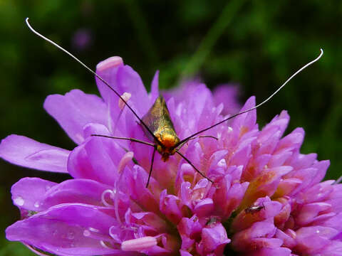 Image of Nemophora metallica