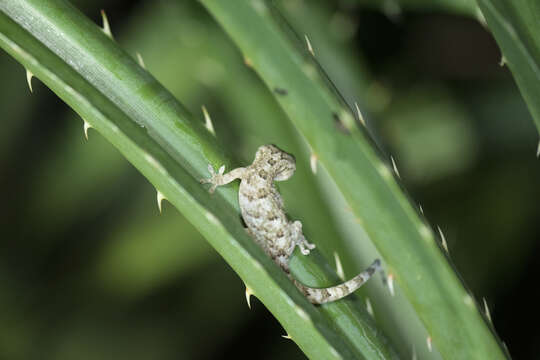 Image of Hokou Gecko