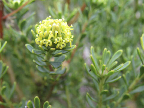 Image of Cape Flats Conebush