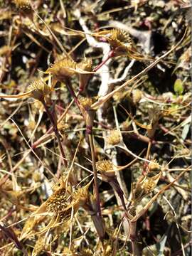 Image of Sporobolus aculeatus (L.) P. M. Peterson