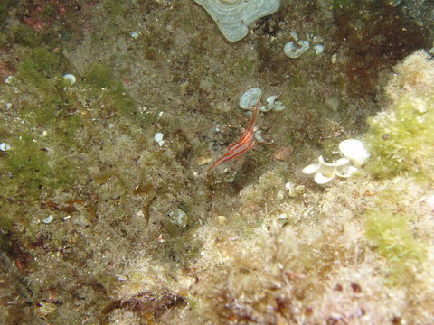 Image of <i>Plesionika narval</i> (Fabricius 1787)