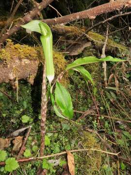 Arisaema yamatense (Nakai) Nakai的圖片