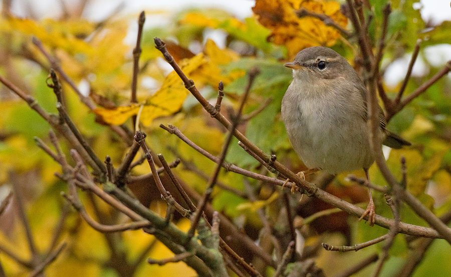 Dusky Warbler media - Encyclopedia of Life