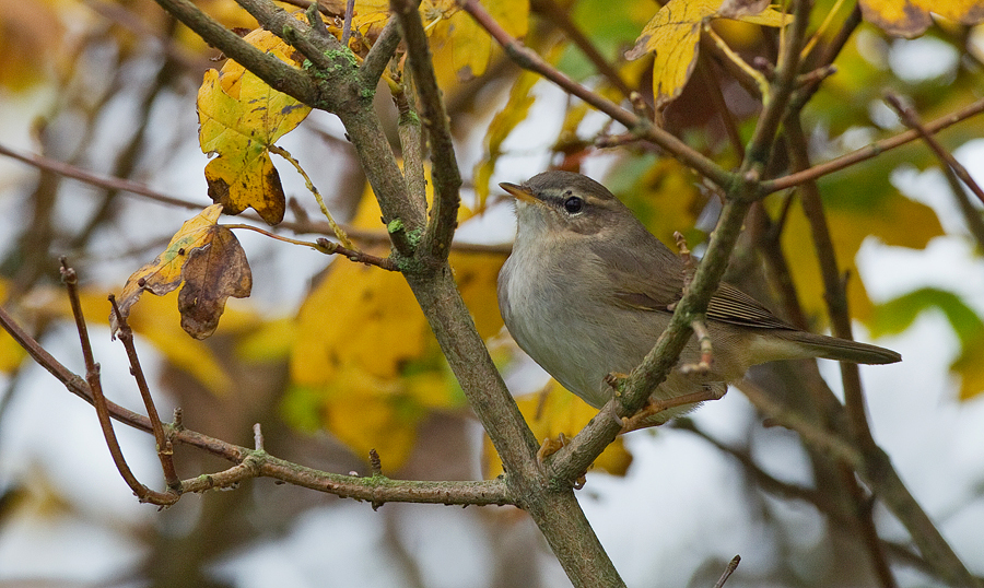 Dusky Warbler media - Encyclopedia of Life