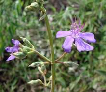 Pleroma aegopogon (Naud.) Triana resmi