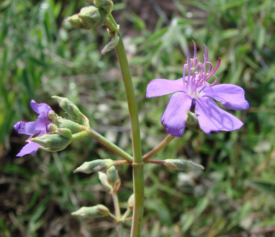 Image of Pleroma aegopogon (Naud.) Triana