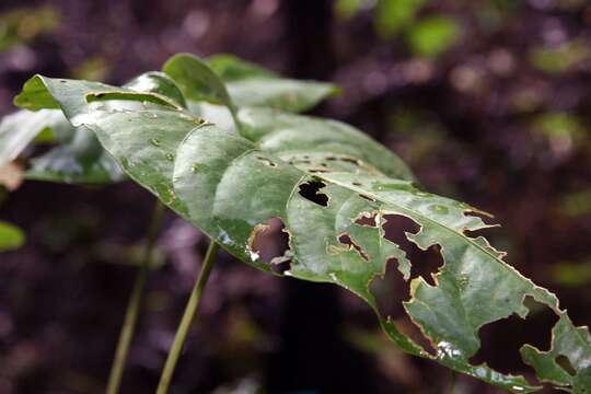 Image of Anthurium watermaliense L. H. Bailey & Nash