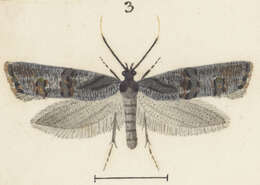 Image of Protosynaema quaestuosa Meyrick 1924