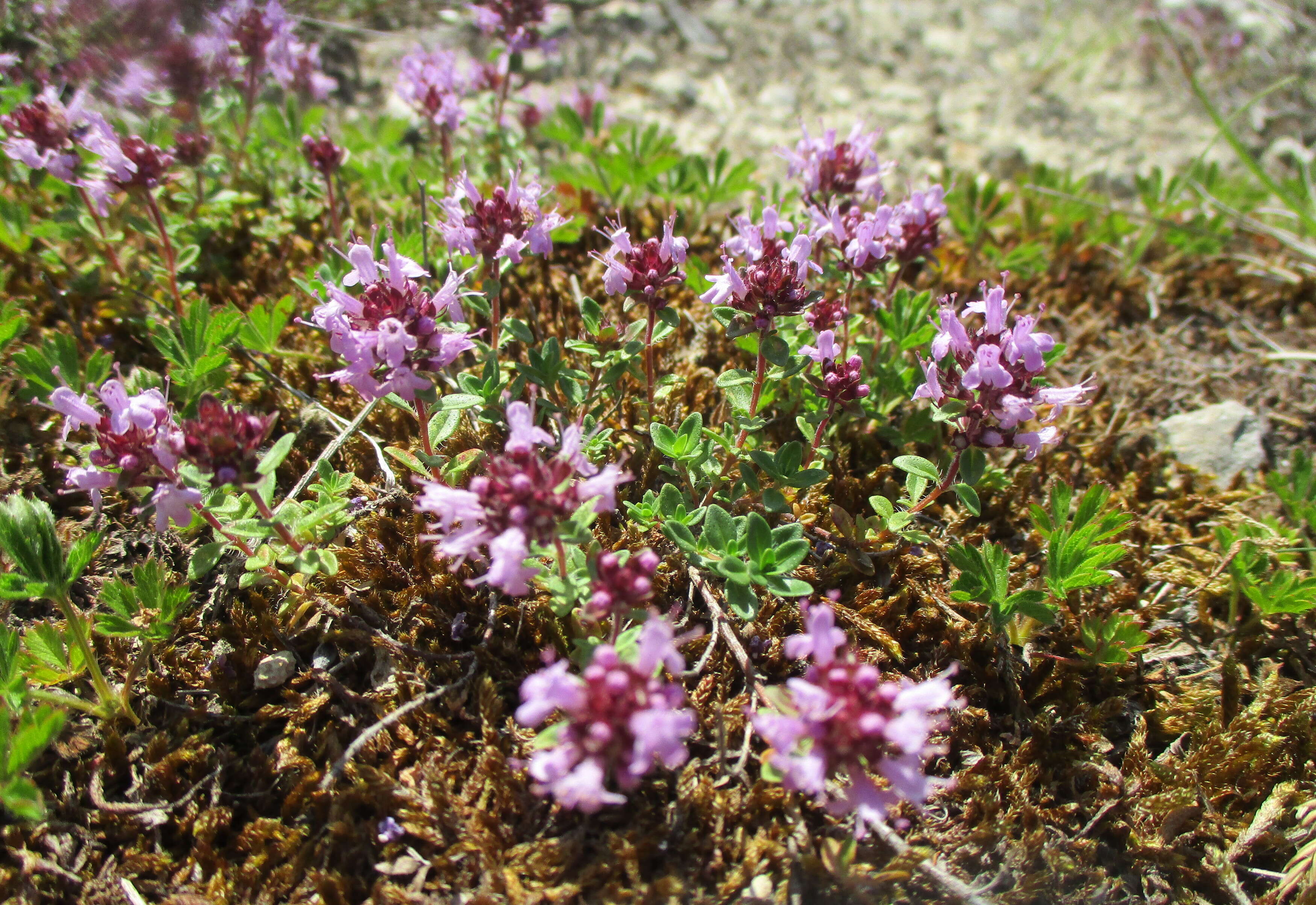 Image of breckland thyme