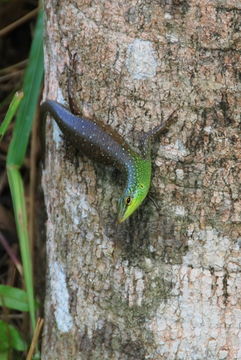 Image of Green Tree Skink
