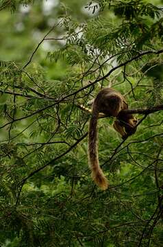 Image of Grizzled Giant Squirrel