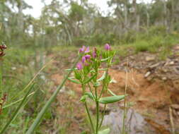 Image of slender centaury