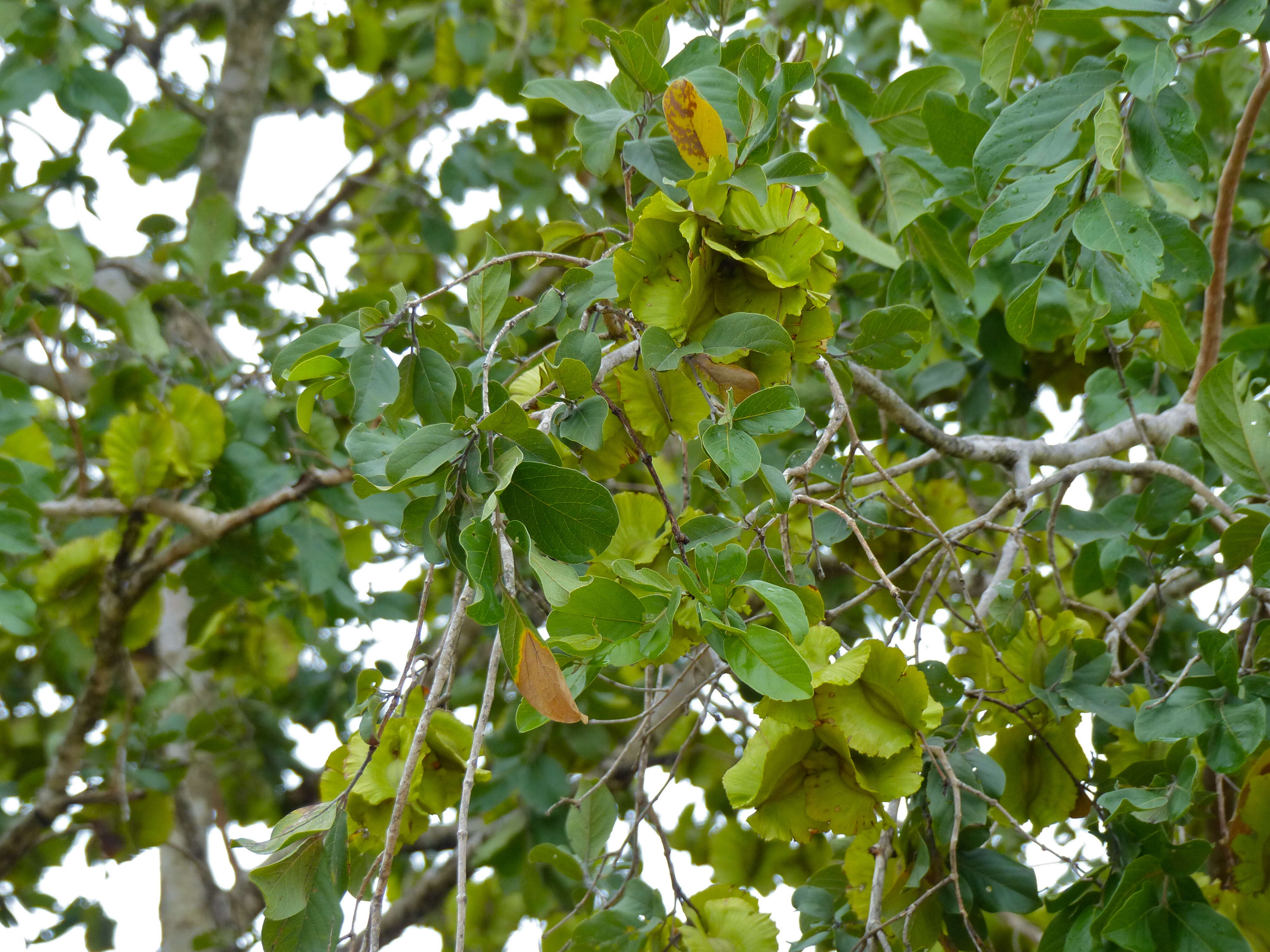 Imagem de Combretum zeyheri Sond.