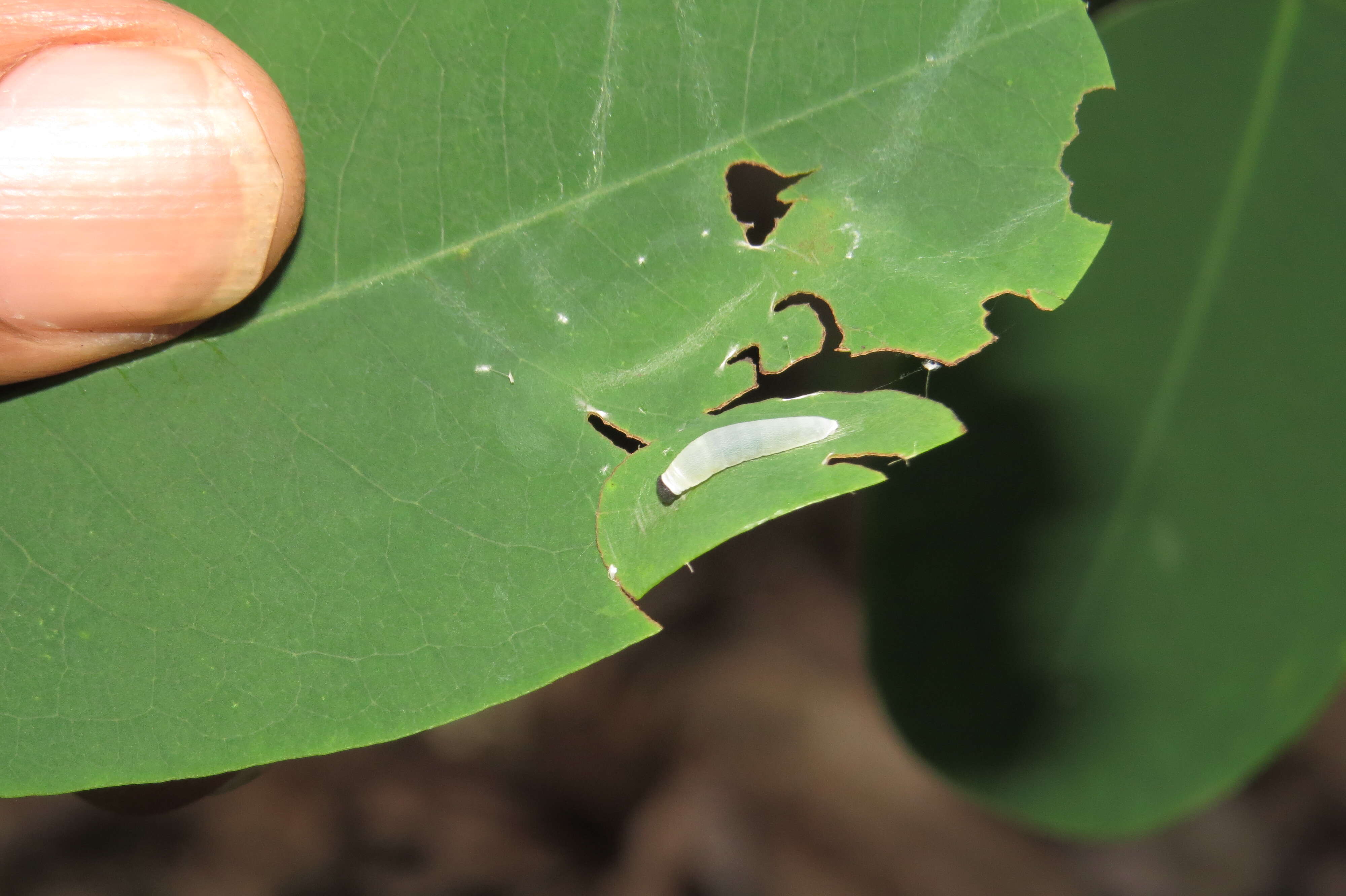 Слика од Dalbergia lanceolaria L. fil.