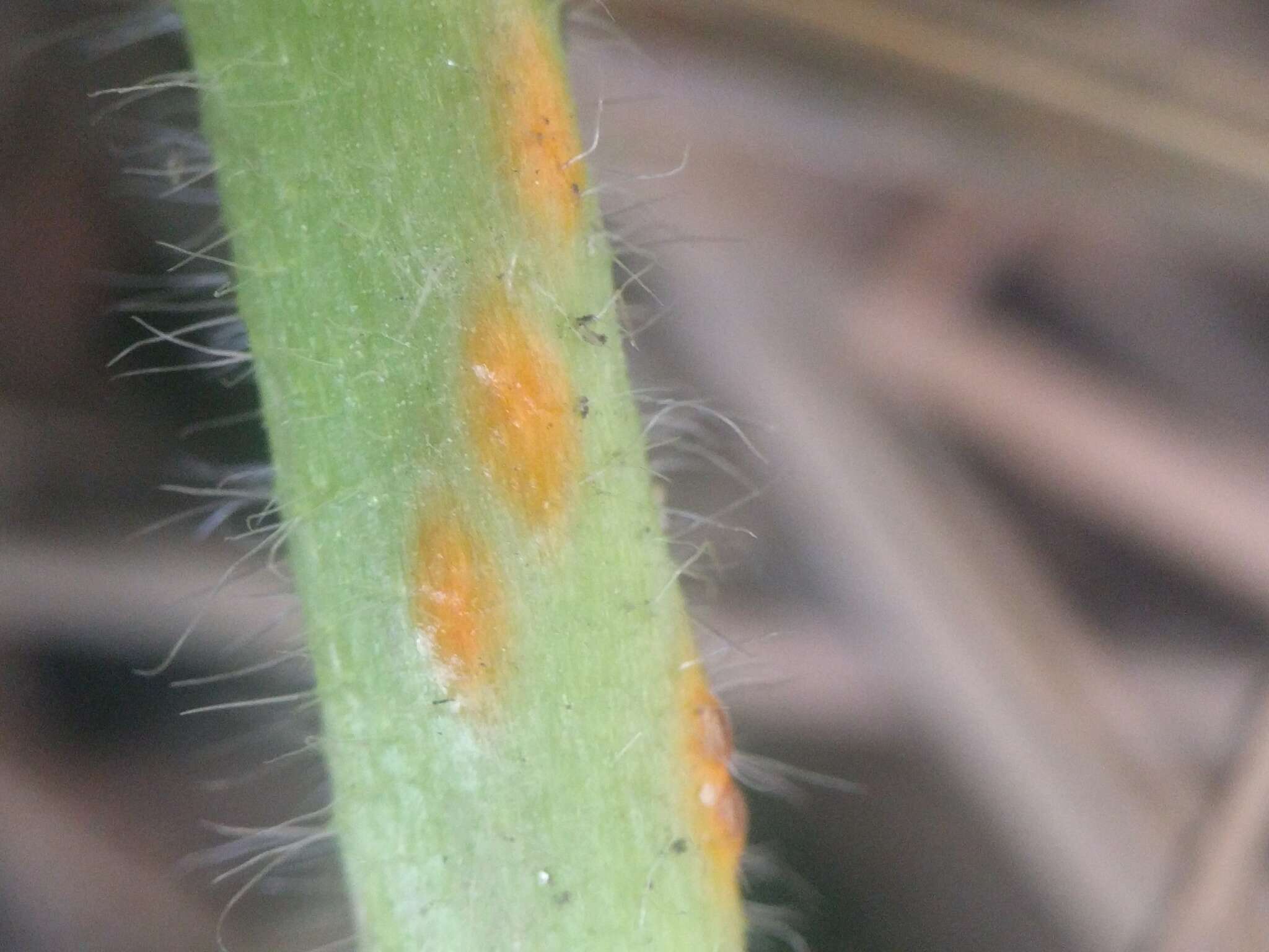 Imagem de Puccinia malvacearum Bertero ex Mont. 1852