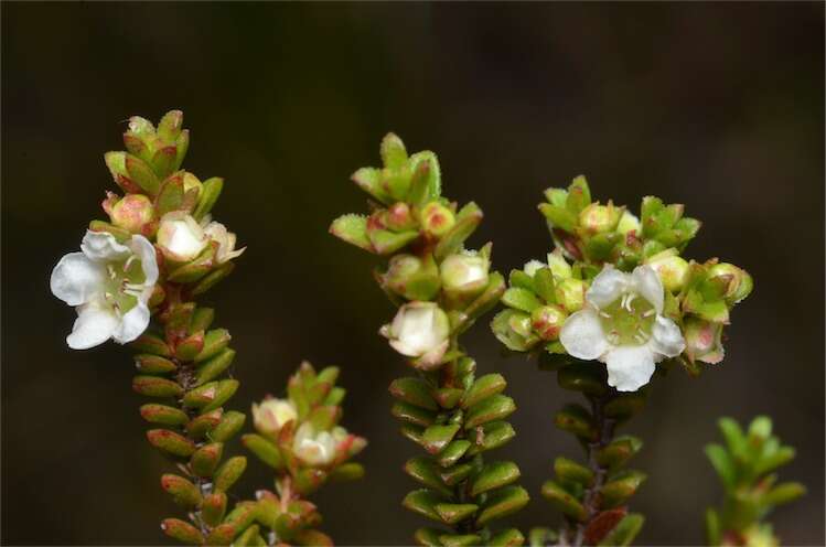 Image of Baeckea diosmifolia Rudge