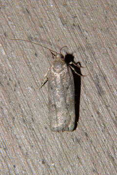 Image of Phaeosaces apocrypta