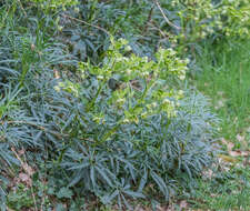 Image of Stinking Hellebore