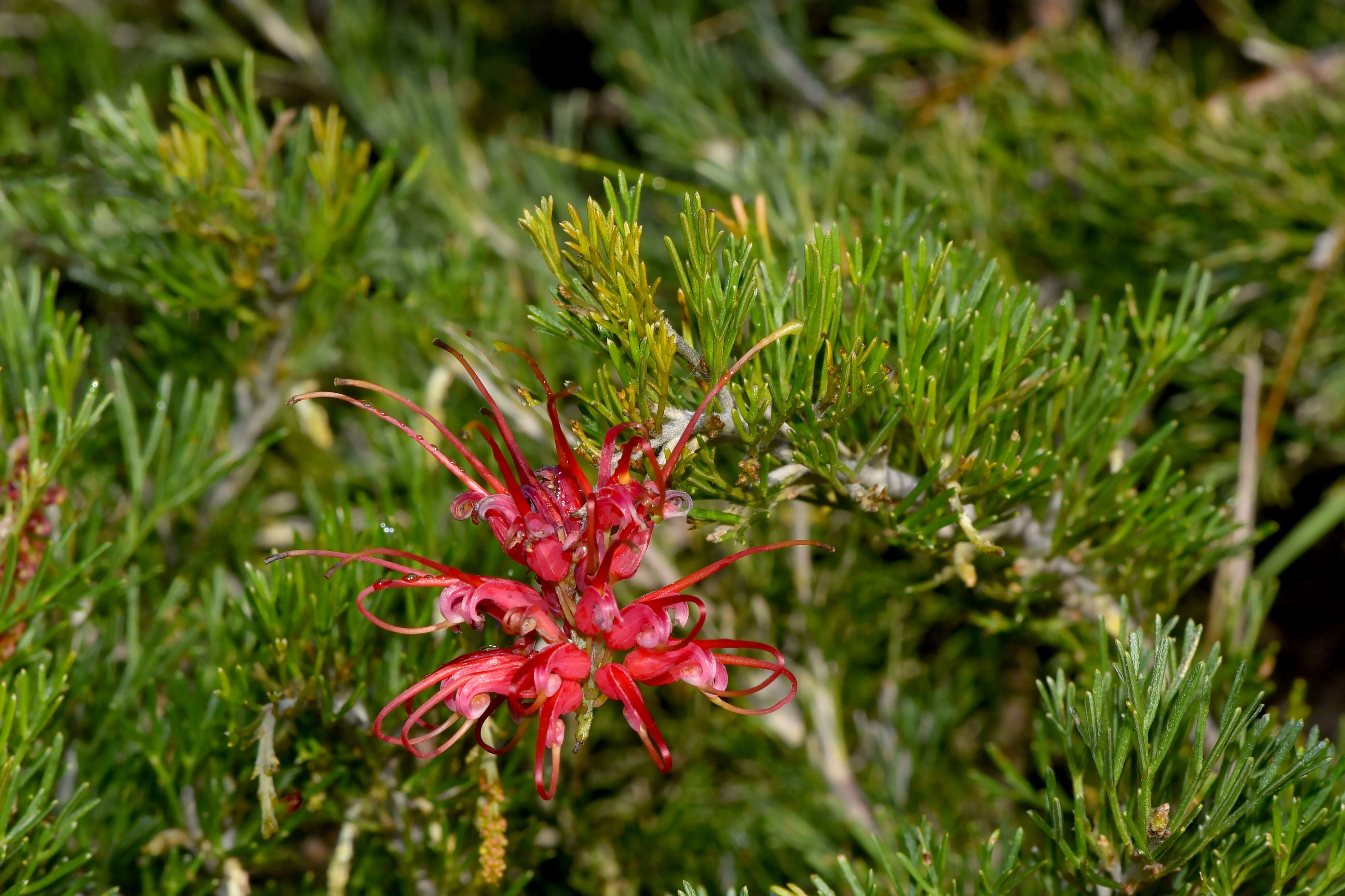 Image of Silky-oak