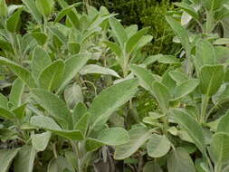 Imagem de Salvia officinalis L.