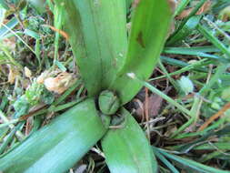 Image of Colchicum lusitanum Brot.