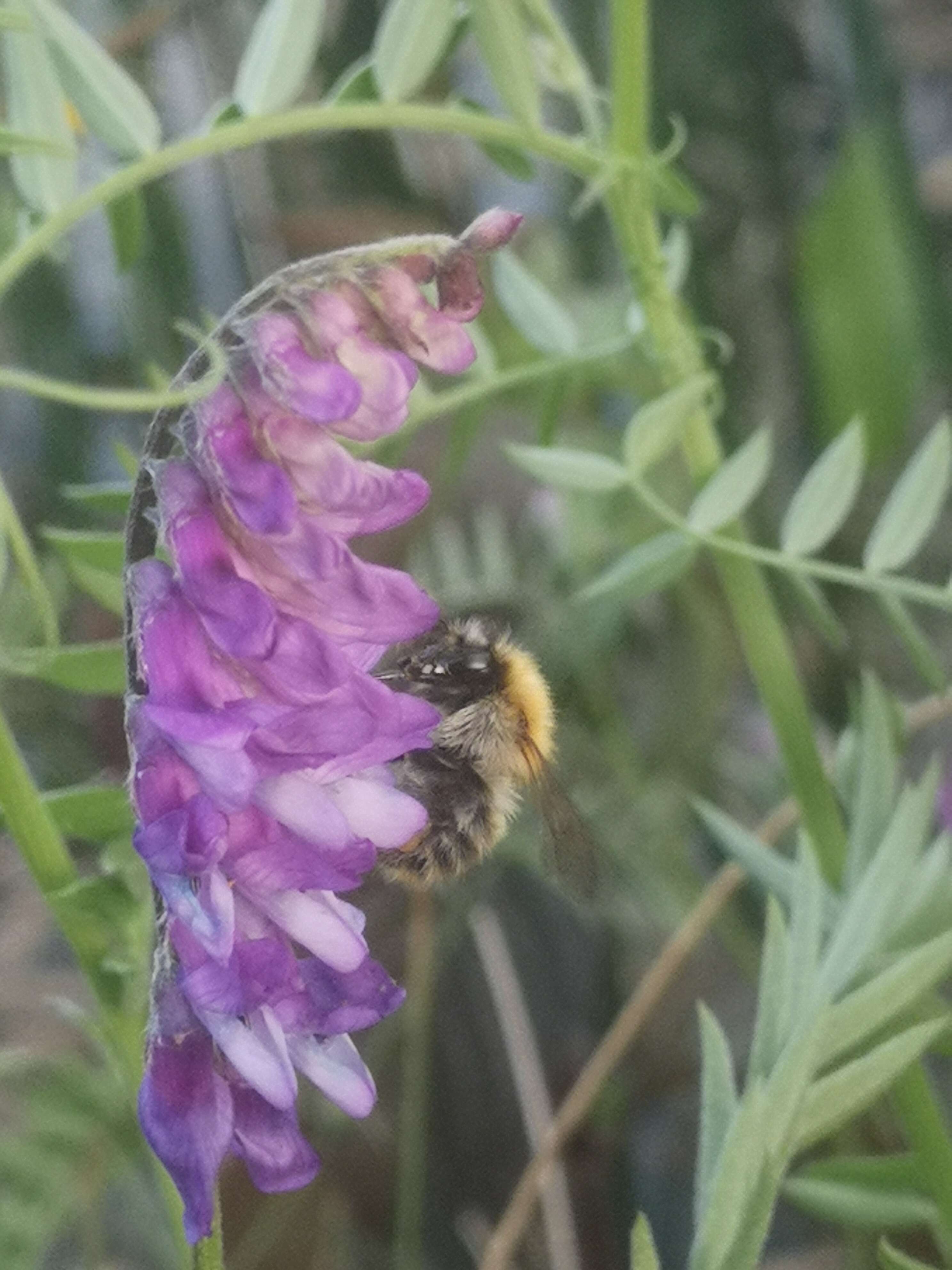 Image of bird vetch