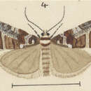 Image of Harmologa columella Meyrick 1927