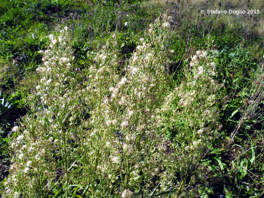 Image of <i>Erigeron sumatrensis</i>