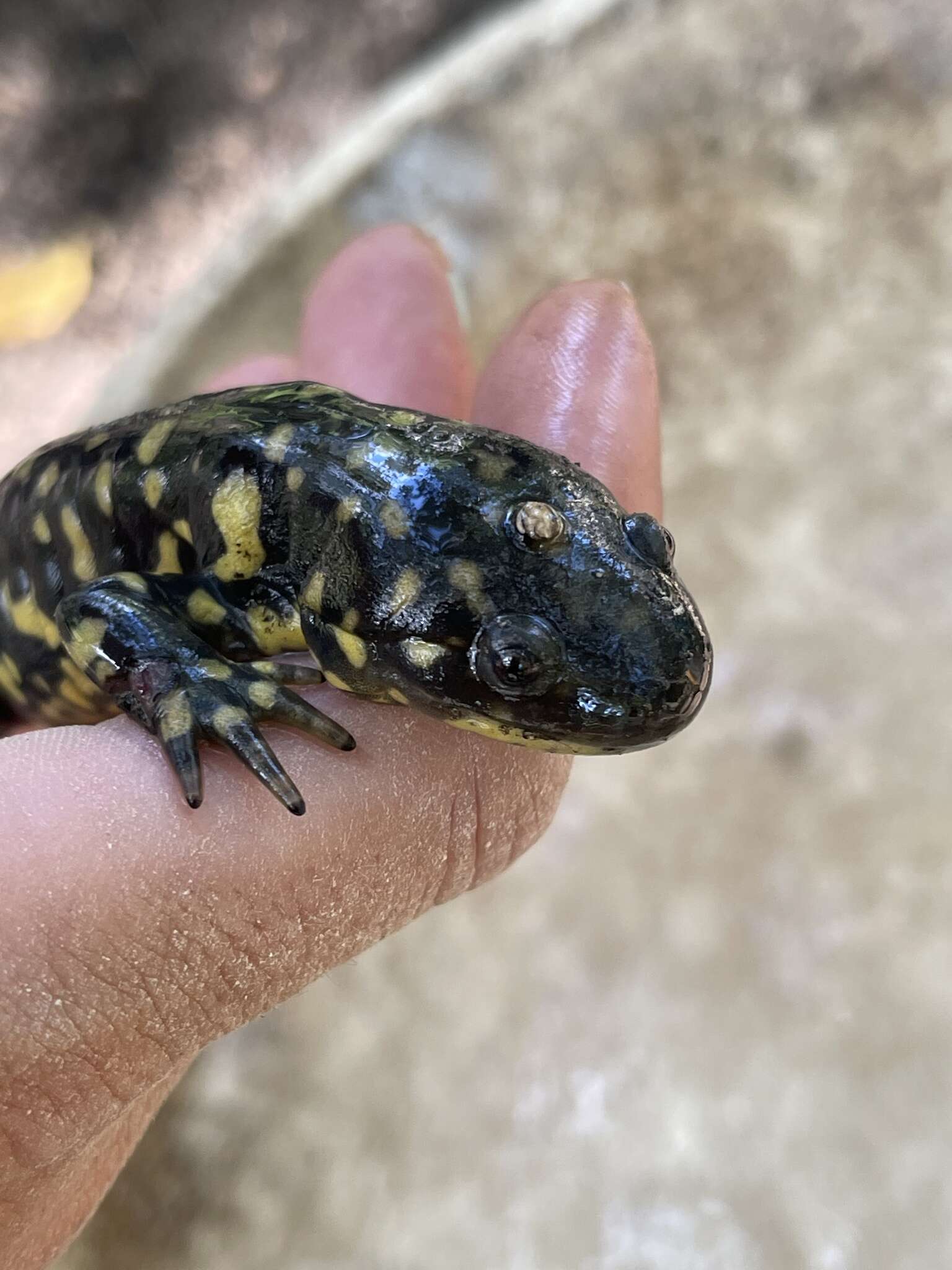 Слика од Ambystoma tigrinum (Green 1825)