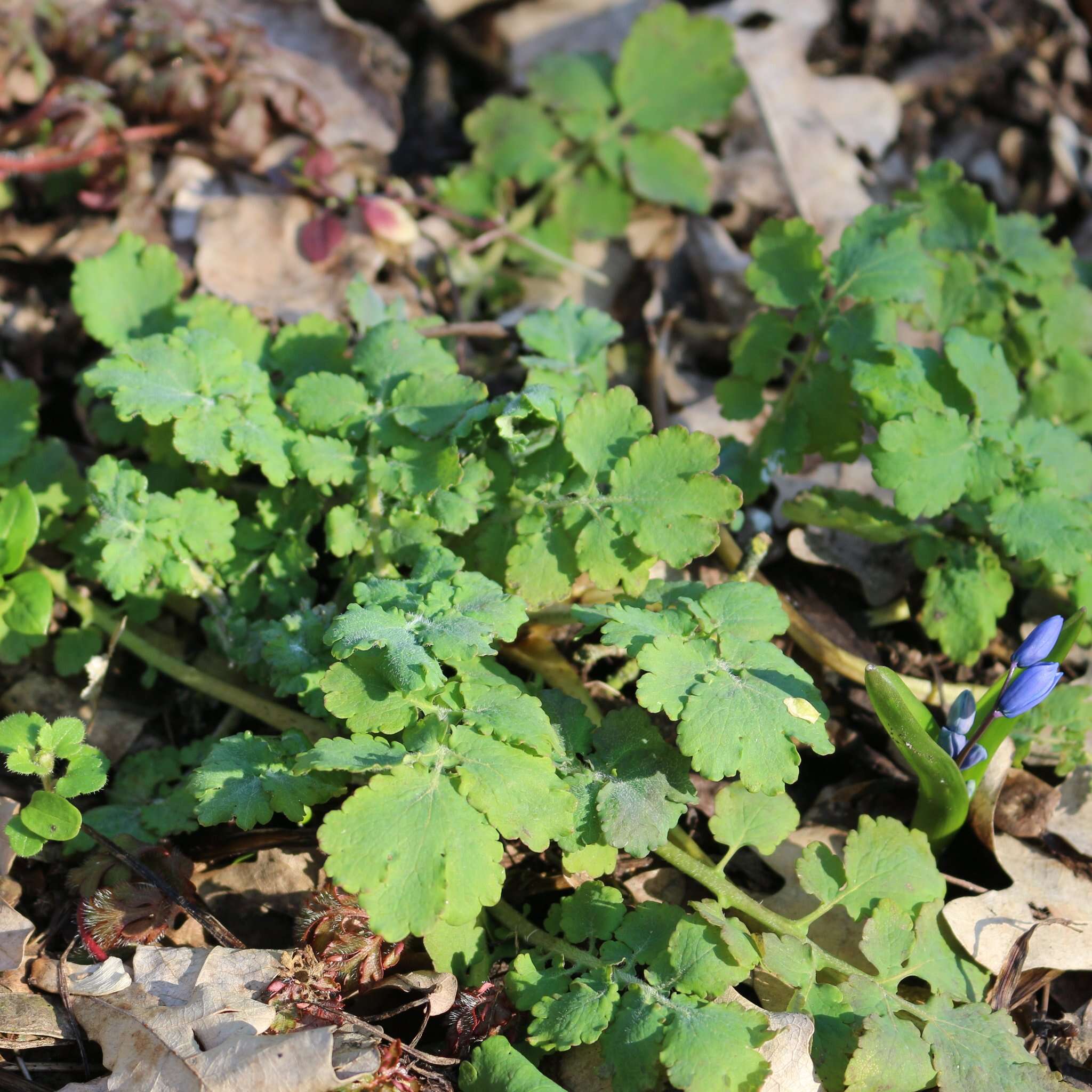 Image of celandine