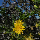 Image of <i>Scolymus hispanicus</i>