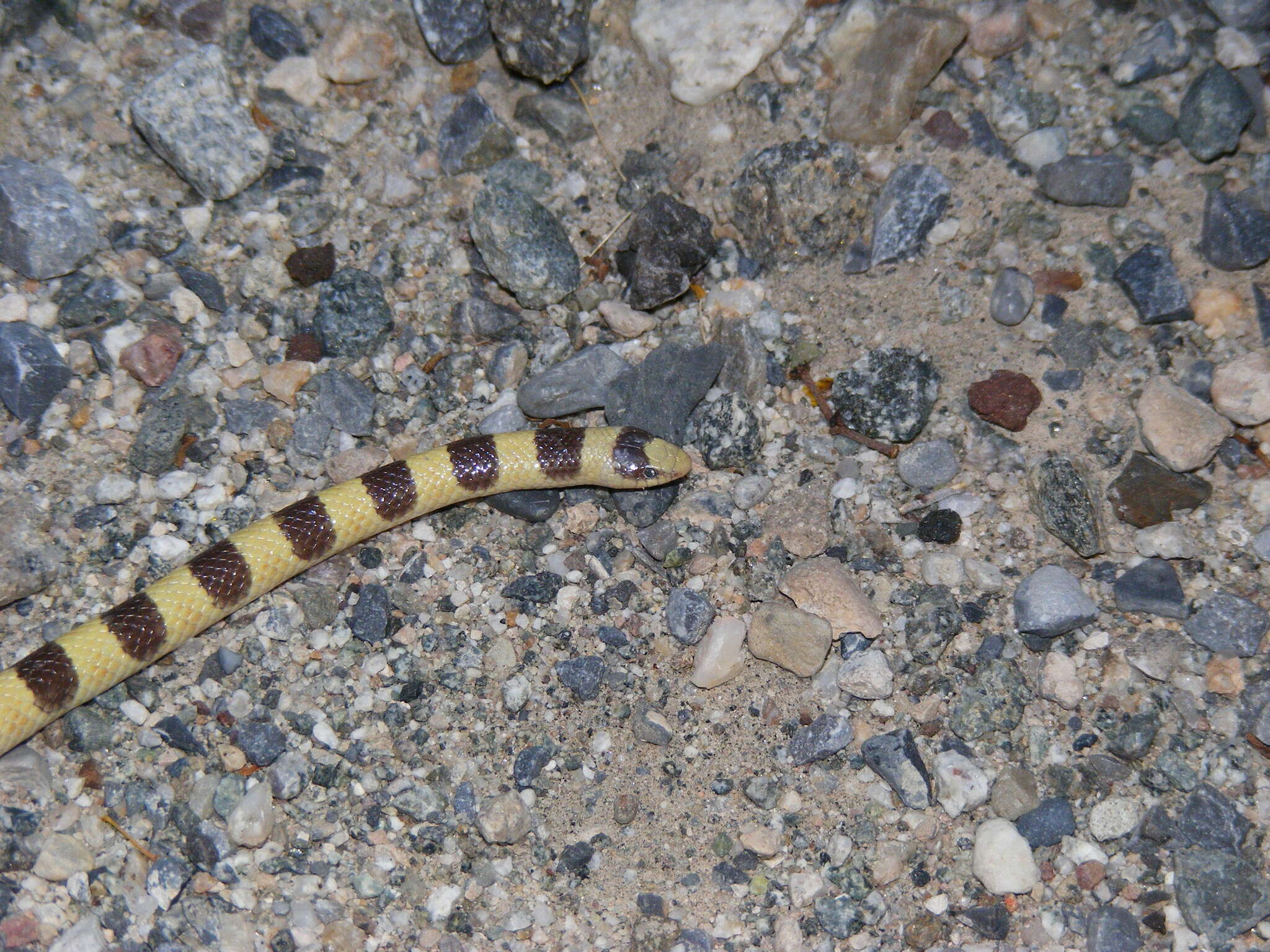 Image of Western Shovel-nose Snake