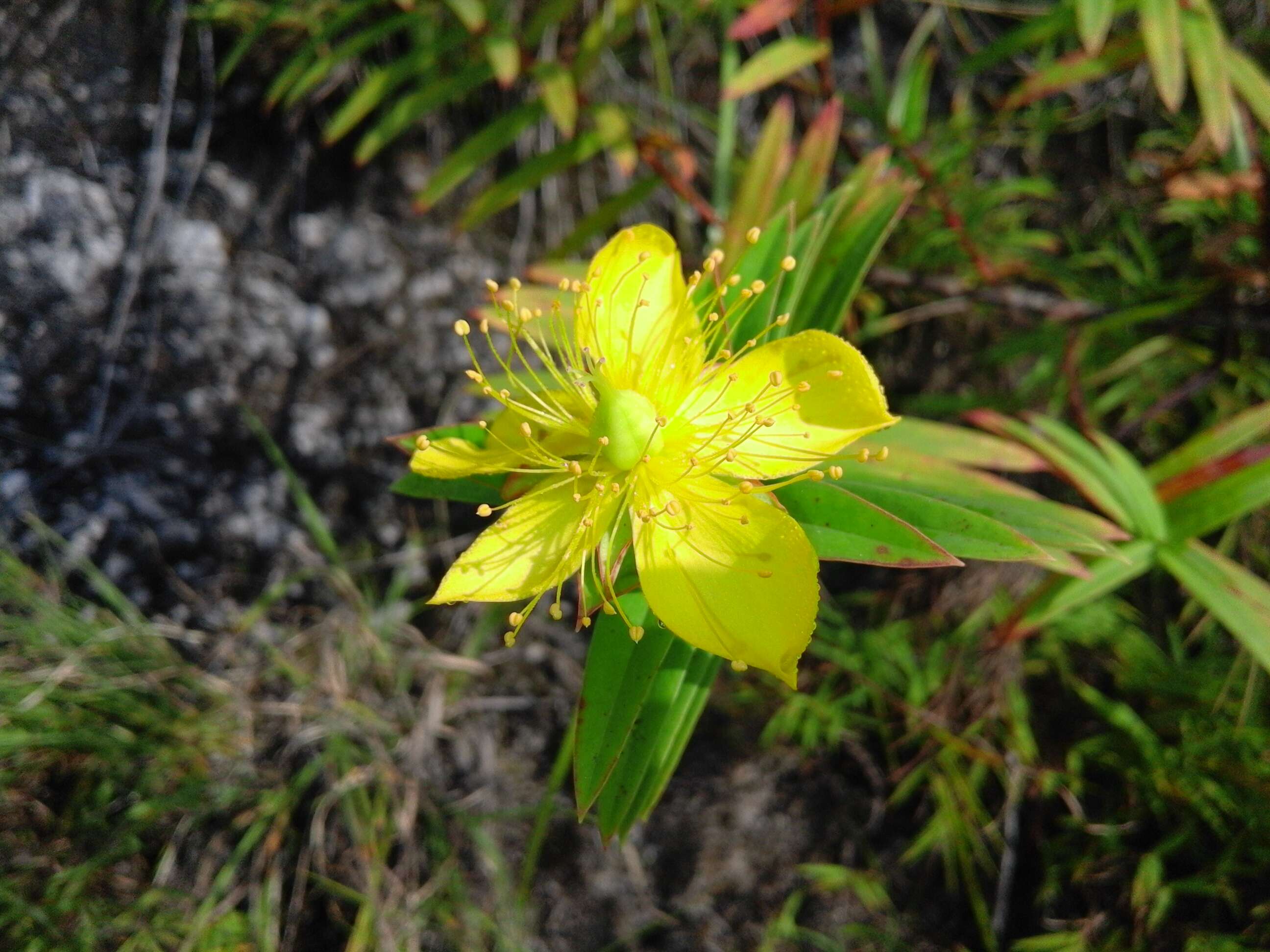 Image of St John's-wort