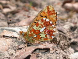 Plancia ëd Boloria euphrosyne