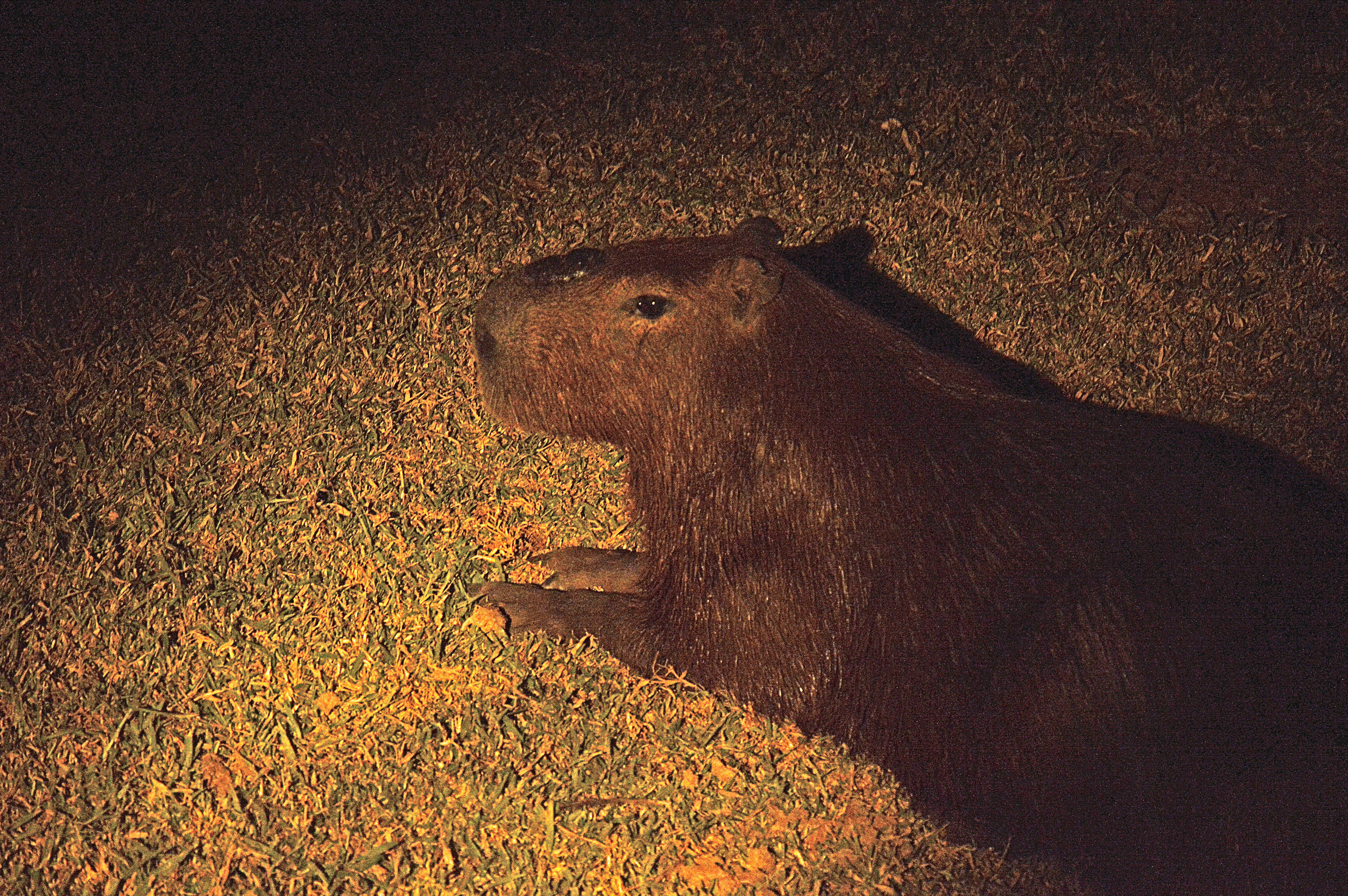 Image of Capybaras