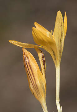 Image of Crocus vitellinus Wahlenb.