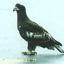 Image of Steller's sea eagle