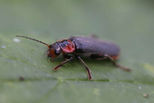 Imagem de Cantharis fusca