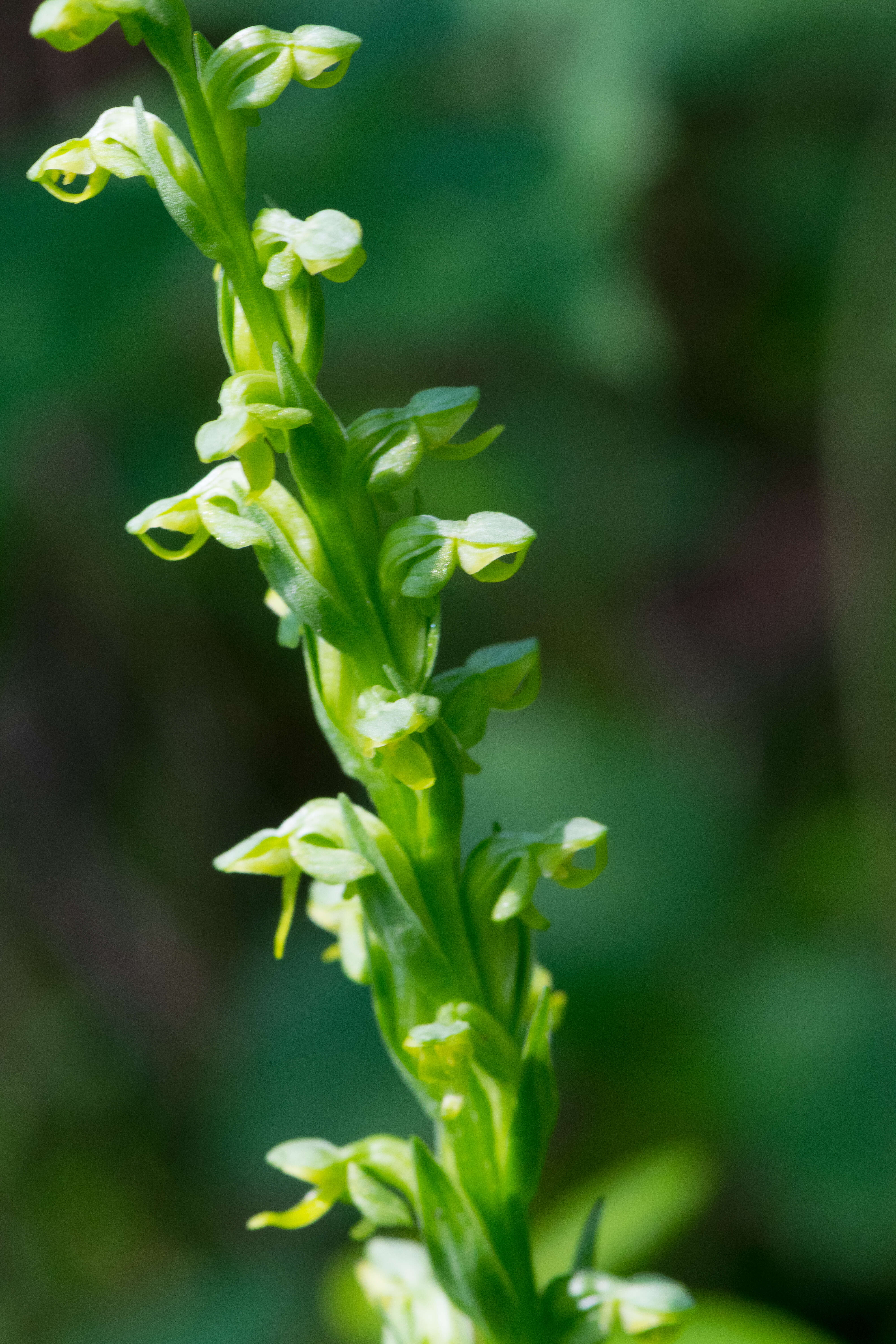 Image de Platanthera huronensis Lindl.