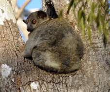 Image of Lesser Weasel Lemur