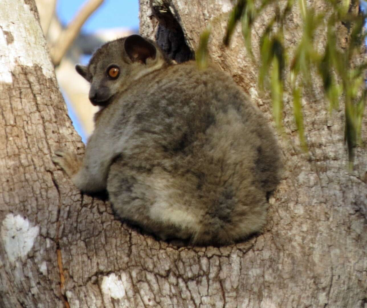 Image of Lesser Weasel Lemur