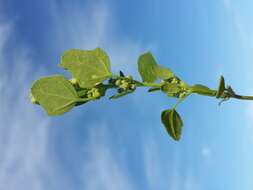 Plancia ëd Chenopodium opulifolium Schrader