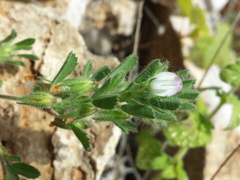 Plancia ëd Ononis reclinata L.