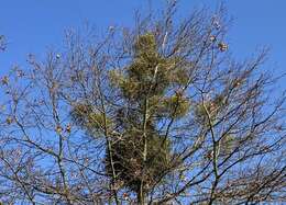 Image of European mistletoe